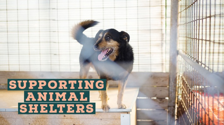support your local animal shelter